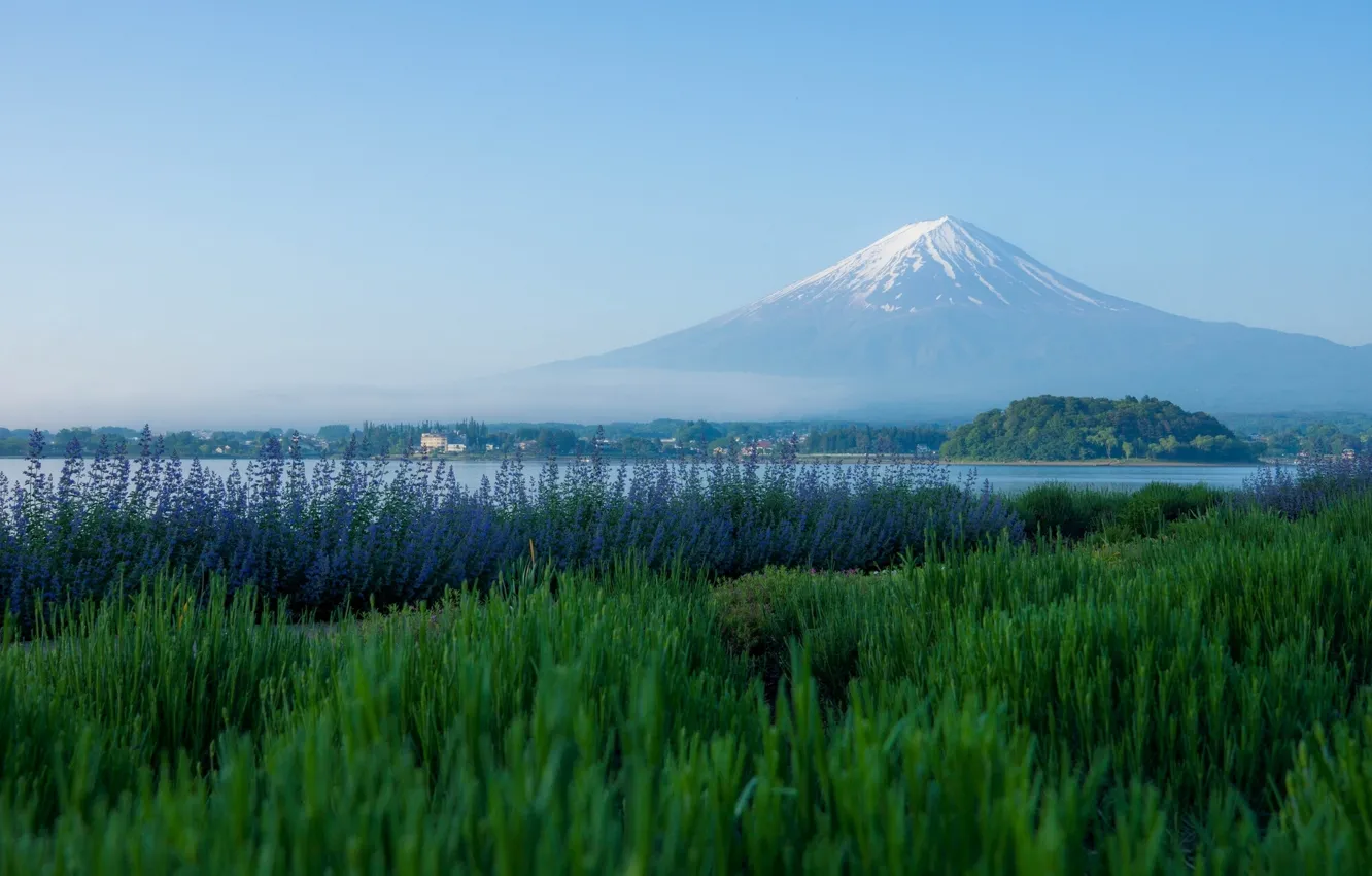 Photo wallpaper mountains, the volcano, Japan, meadow, Fuji, Japan, Mount Fuji, lavender