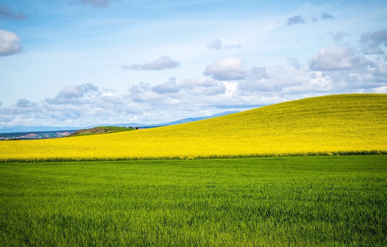 Photo wallpaper field, grass, hills, horizon, meadow, grass, field, hill