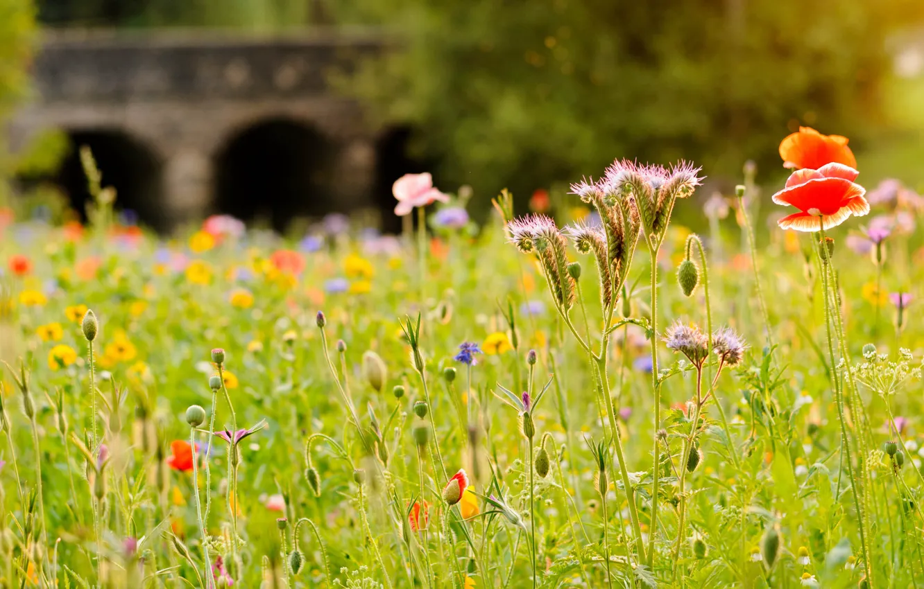 Photo wallpaper field, grass, flowers, bridge, river, Mac, meadow
