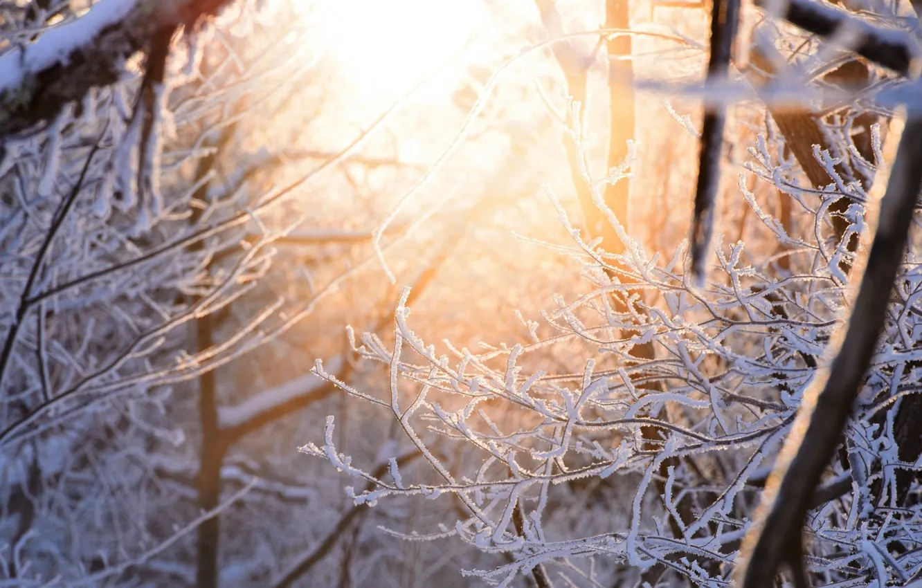 Photo wallpaper winter, light, snow, branches, nature