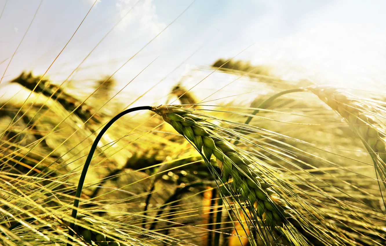 Photo wallpaper wheat, field, macro, light, ears