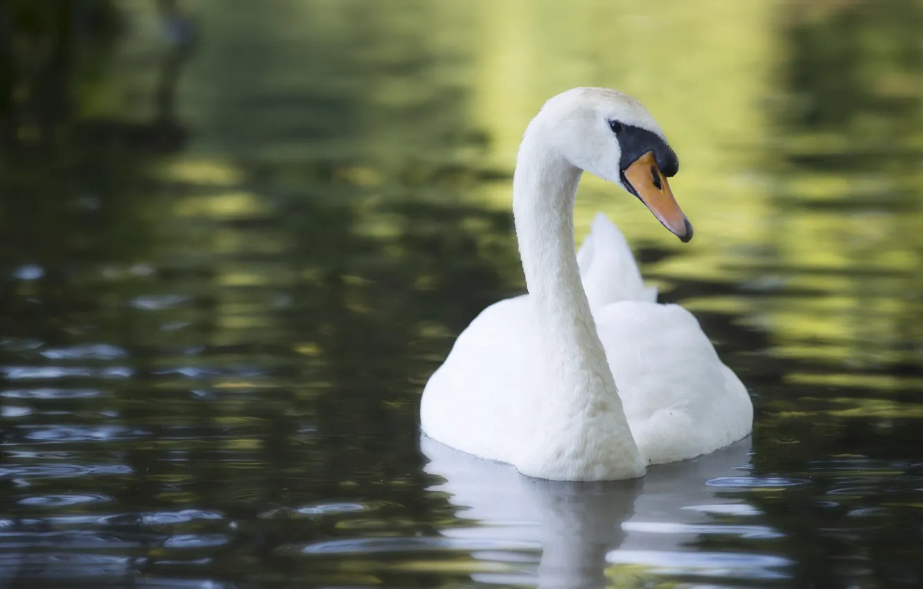 Photo wallpaper white, water, nature, bird, swans, pond