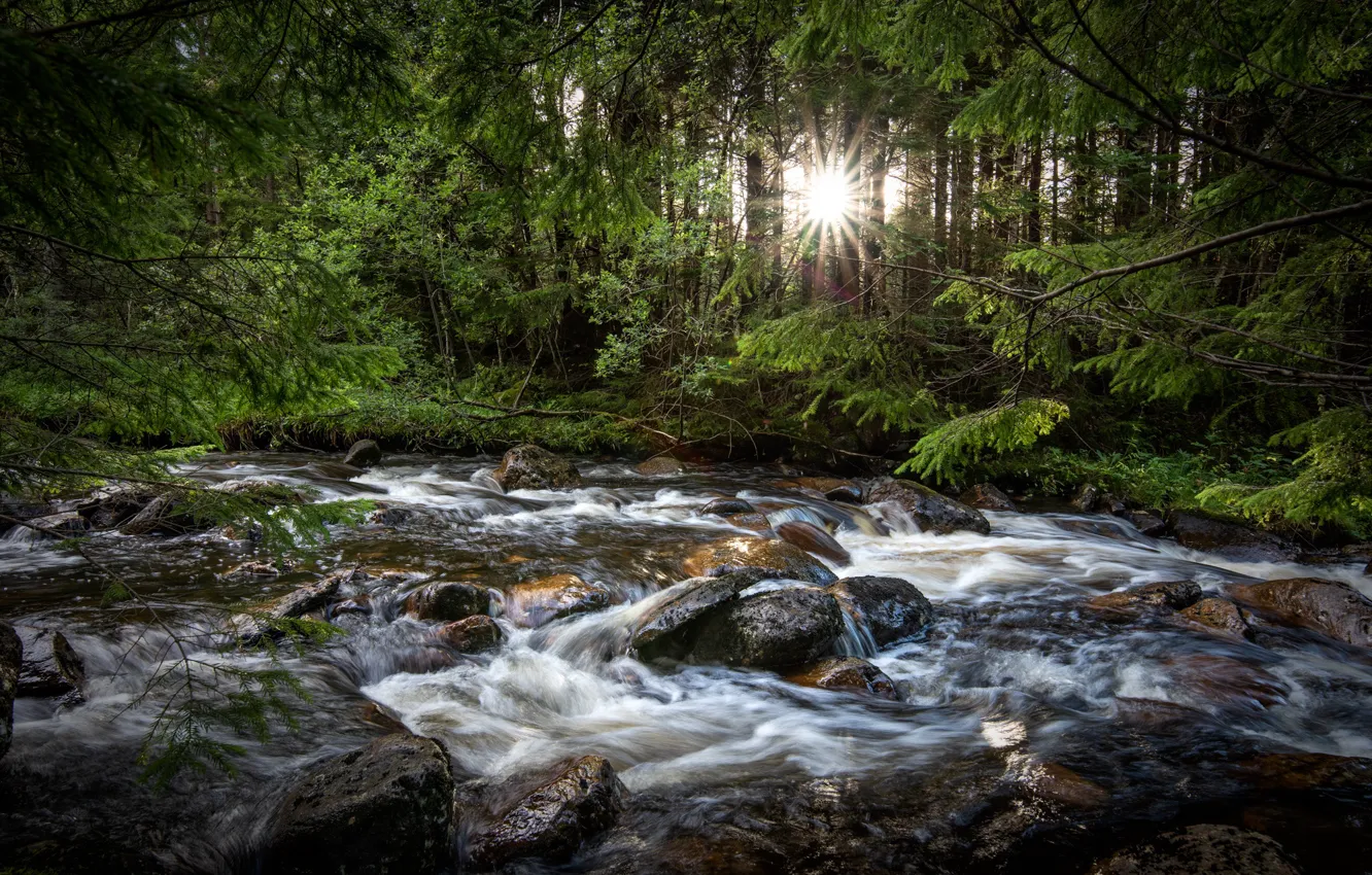 Photo wallpaper forest, the sun, trees, river, mountain