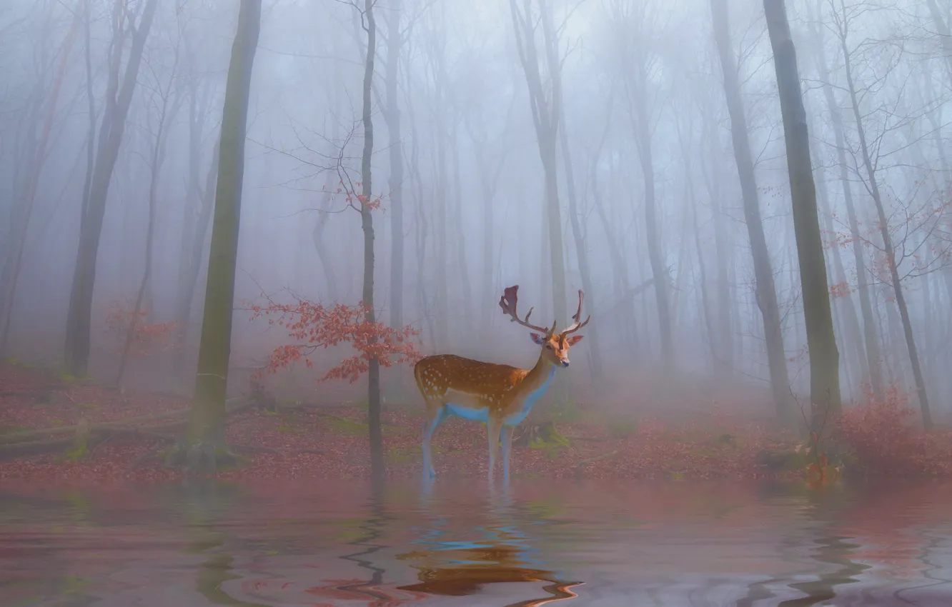 Photo wallpaper fawn, Bambi, morning, rendering, photoart, art, fog, shore