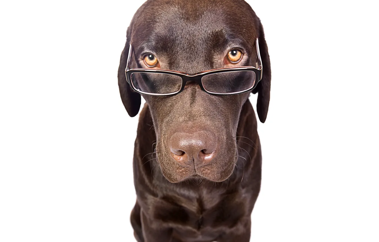 Photo wallpaper Puppies, dog, glasses
