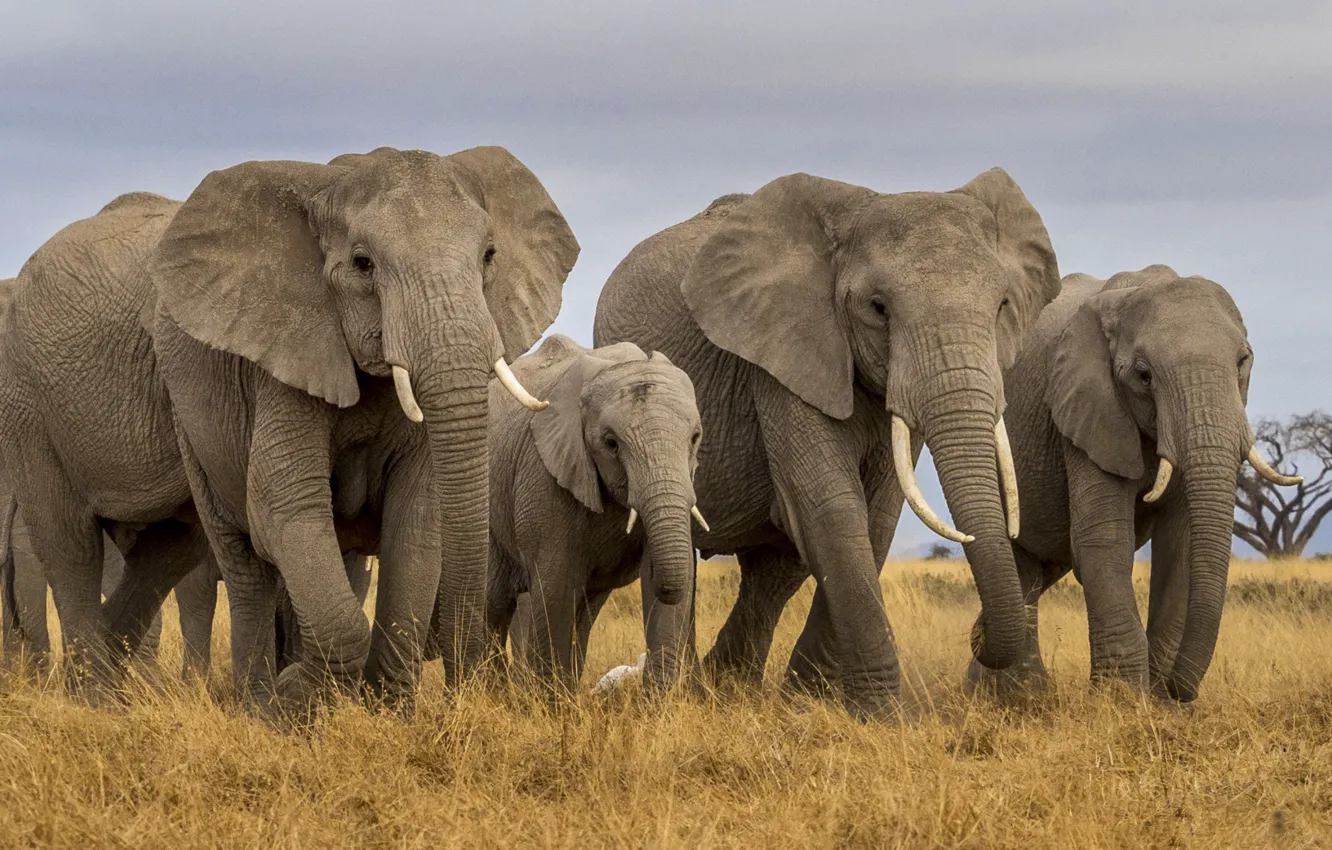 Photo wallpaper elephant, family, Africa, the herd