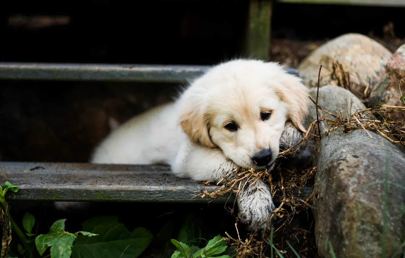 Photo wallpaper look, nature, pose, dog, face, Retriever