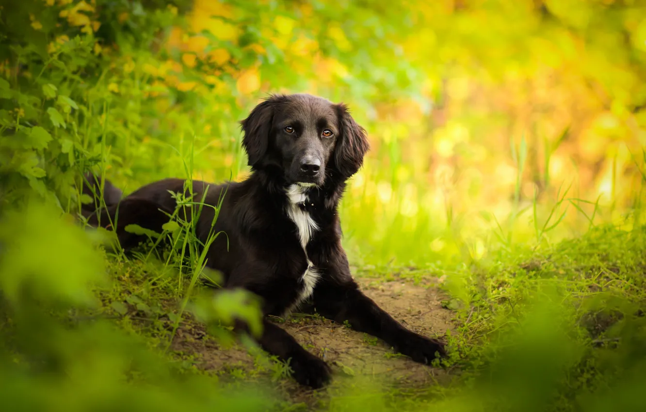 Photo wallpaper look, each, dog