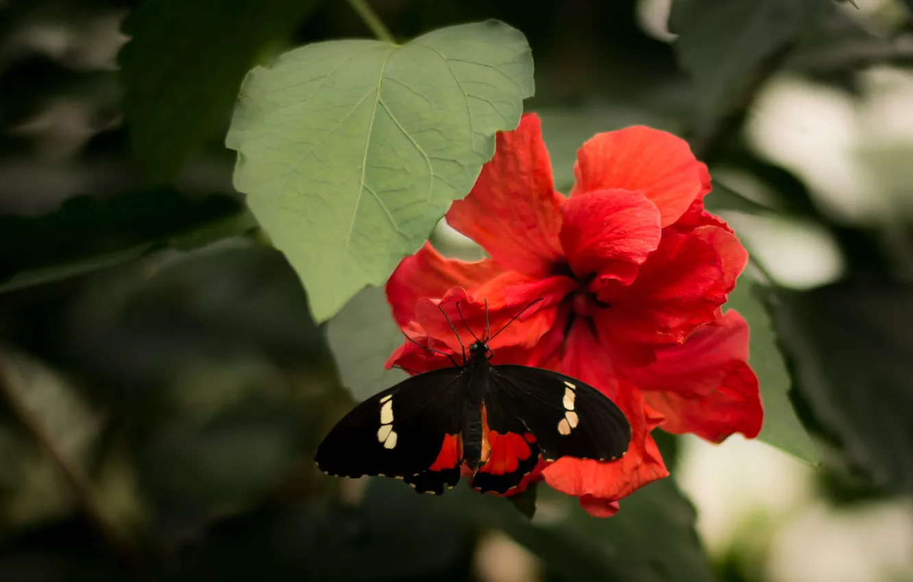 Photo wallpaper flower, macro, red, butterfly, hibiscus