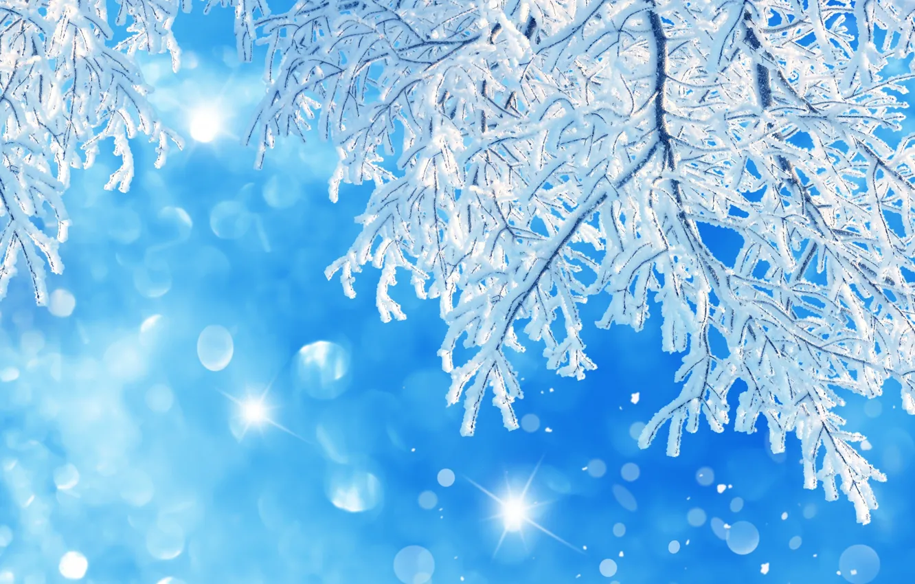 Photo wallpaper winter, frost, light, snow, branches, nature, glare, new year