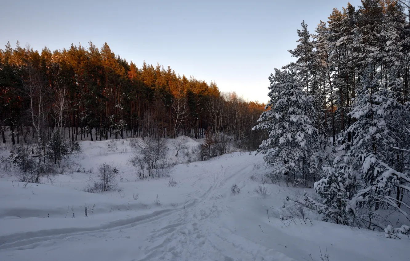 Photo wallpaper winter, forest, snow, landscape