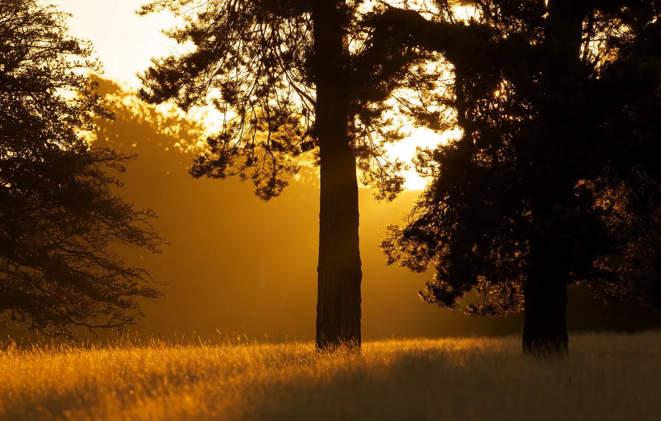 Photo wallpaper trees, landscape, morning