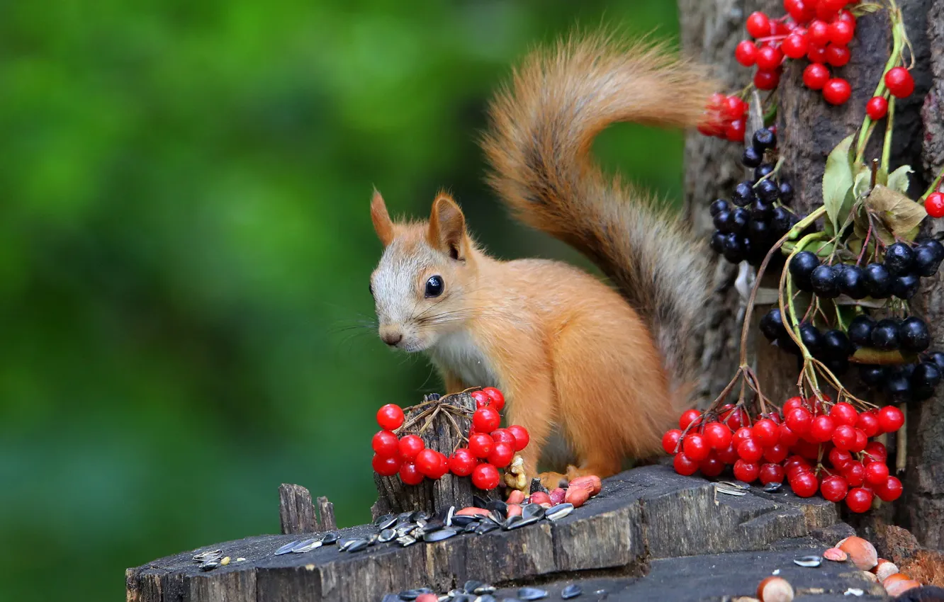 Photo wallpaper trees, nature, pose, berries, stump, protein, seeds, squirrel