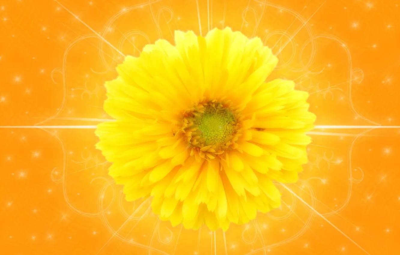 Photo wallpaper yellow, positive, Flower