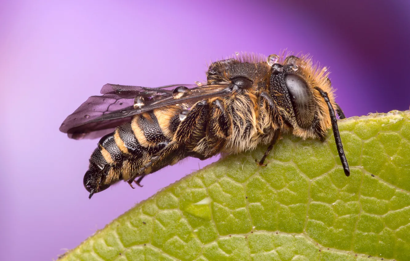 Photo wallpaper macro, wings, background, leaf, insect, antennae, bee, drops