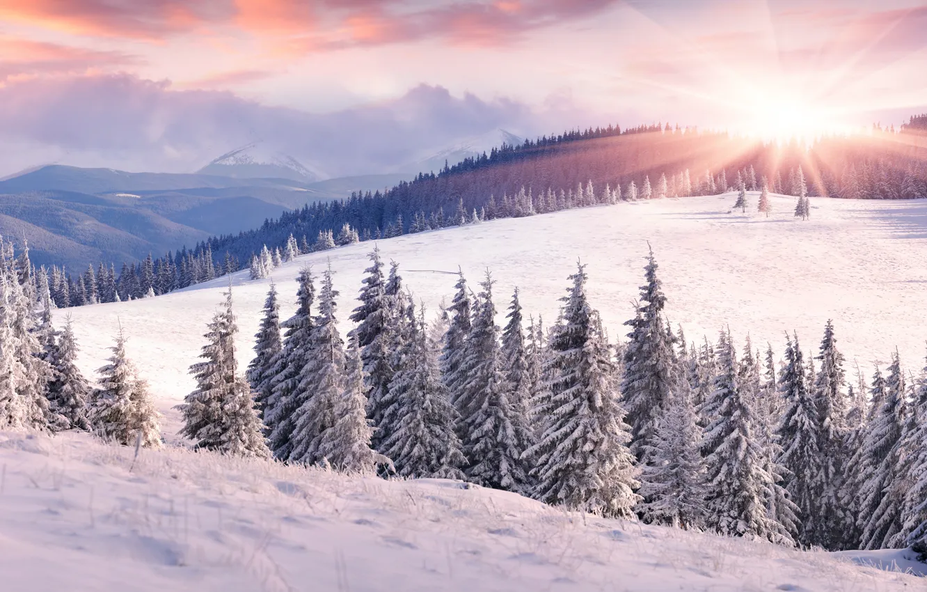 Photo wallpaper winter, field, forest, the sky, the sun, clouds, rays, snow
