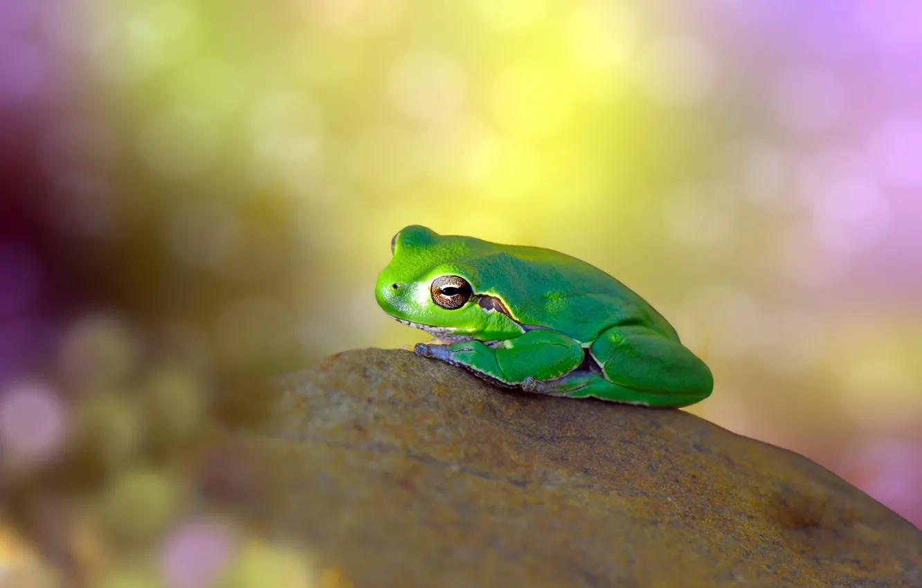 Photo wallpaper green, glare, stones, background, frog