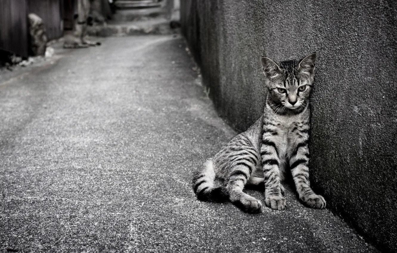 Photo wallpaper cat, cat, wall, black and white