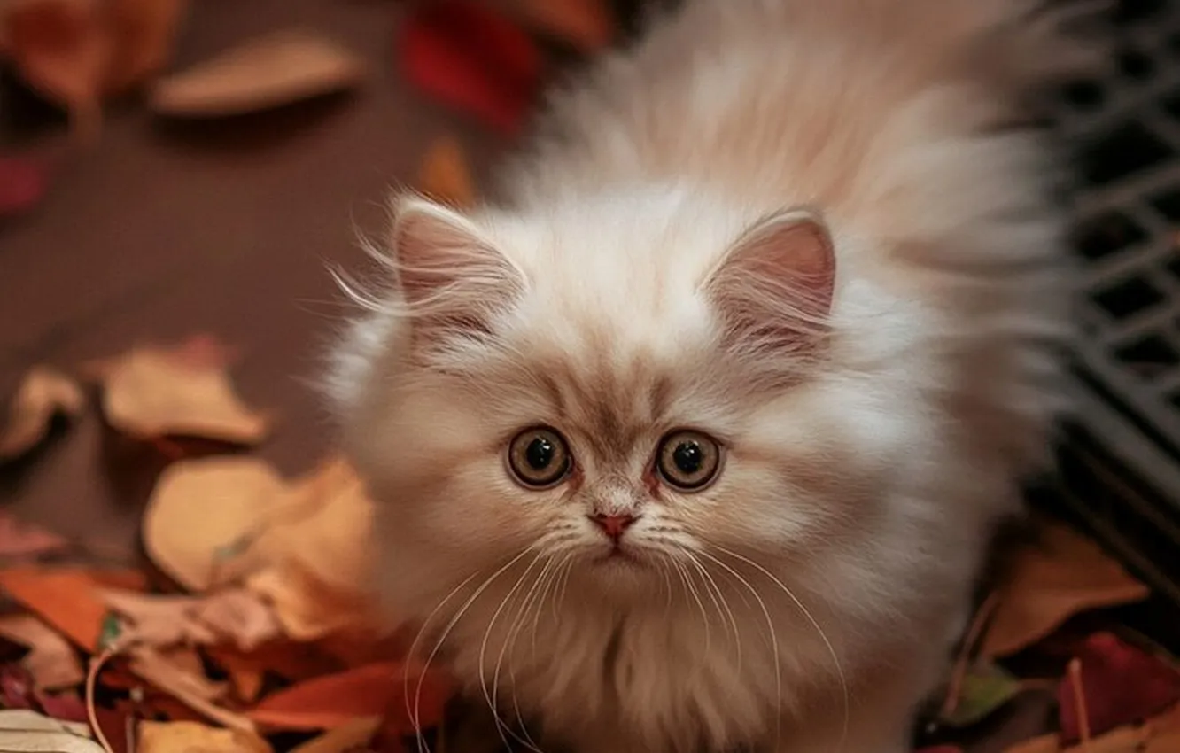Photo wallpaper leaves, fluffy, kitty, created AI