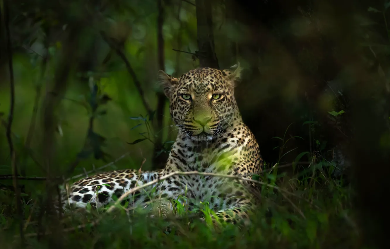 Photo wallpaper forest, look, face, branches, leopard, bokeh