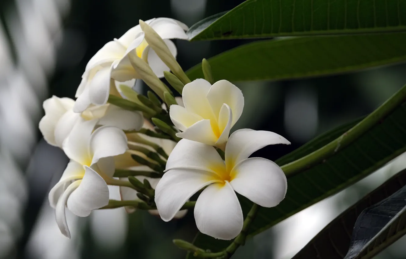 Photo wallpaper leaves, flowers, branches, white, buds, bokeh, plumeria, frangipani