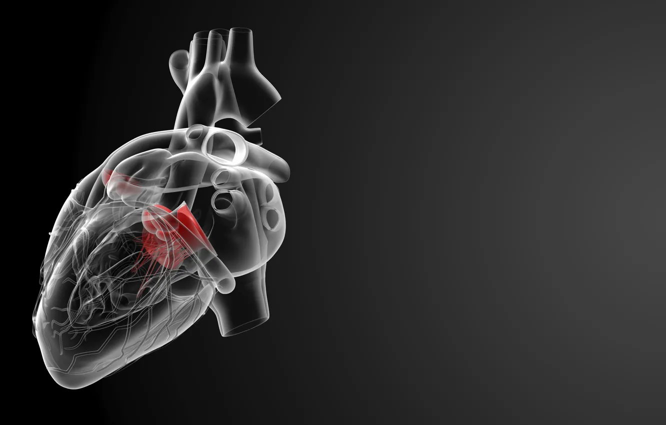 Photo wallpaper heart, medicine, human organ