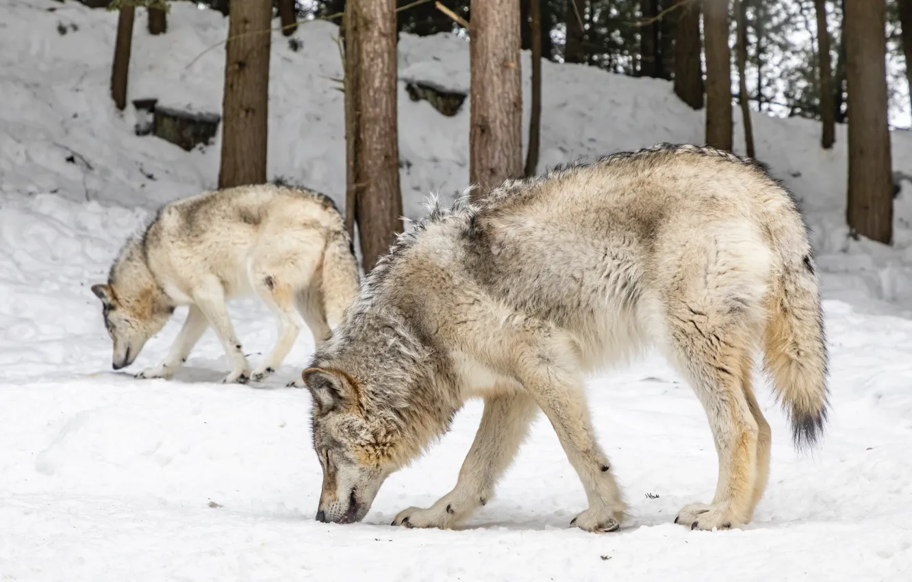 Photo wallpaper Predator, nature, animal, wolf, wildlife, portrait, portrait., Canis lupus. face