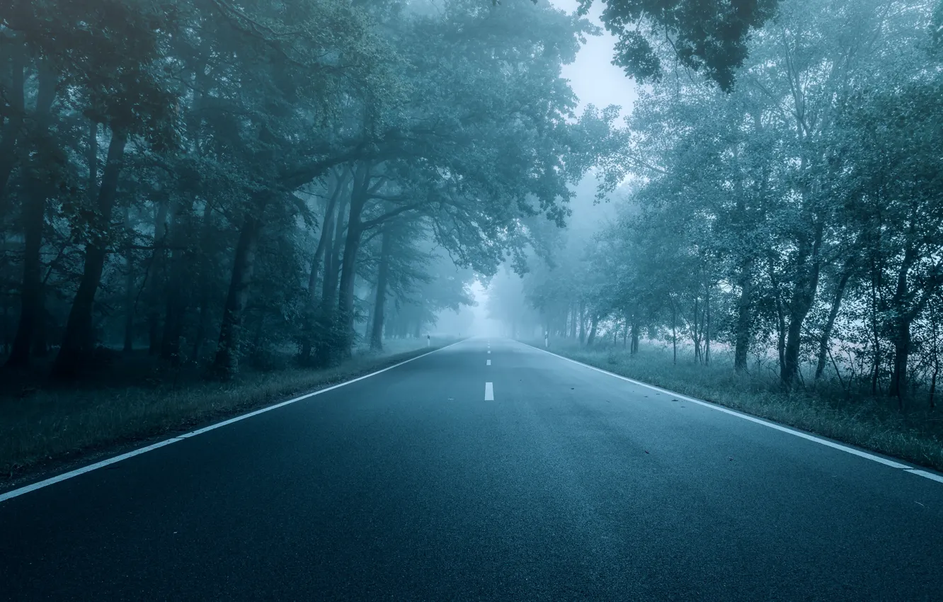 Photo wallpaper road, autumn, forest, trees, fog, Park, markup, branch