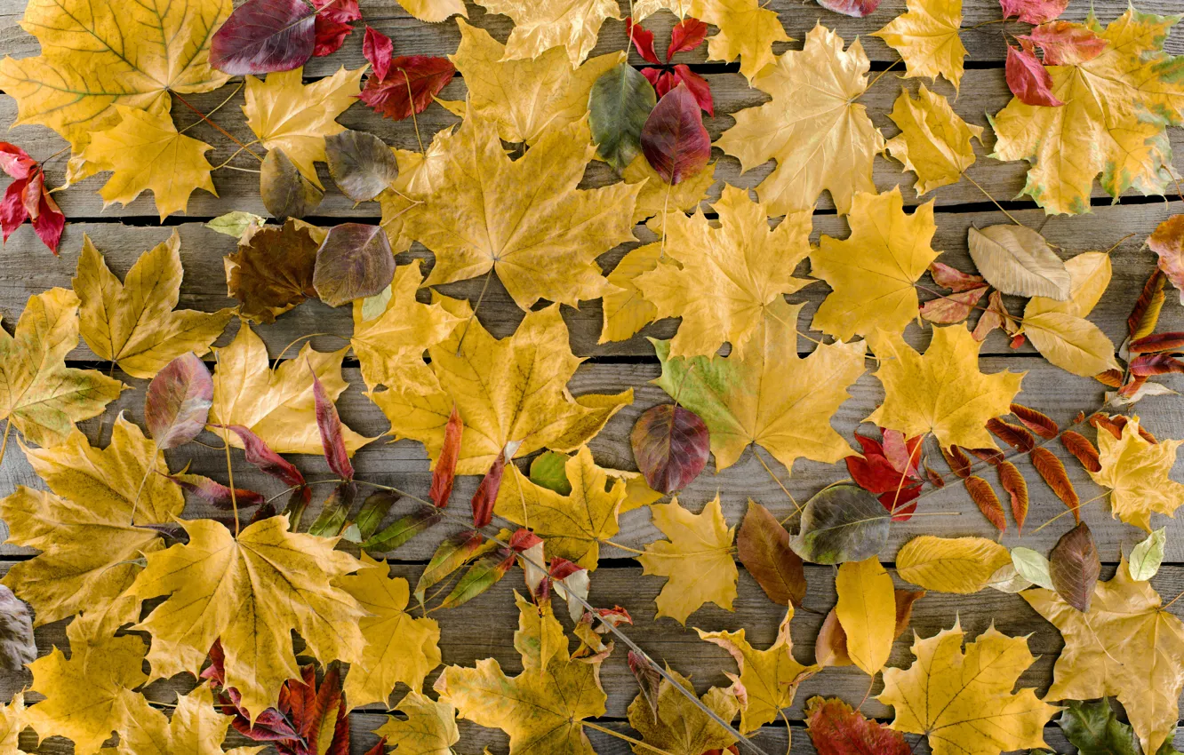 Photo wallpaper autumn, leaves, trees, background, Board, colorful, maple, wood