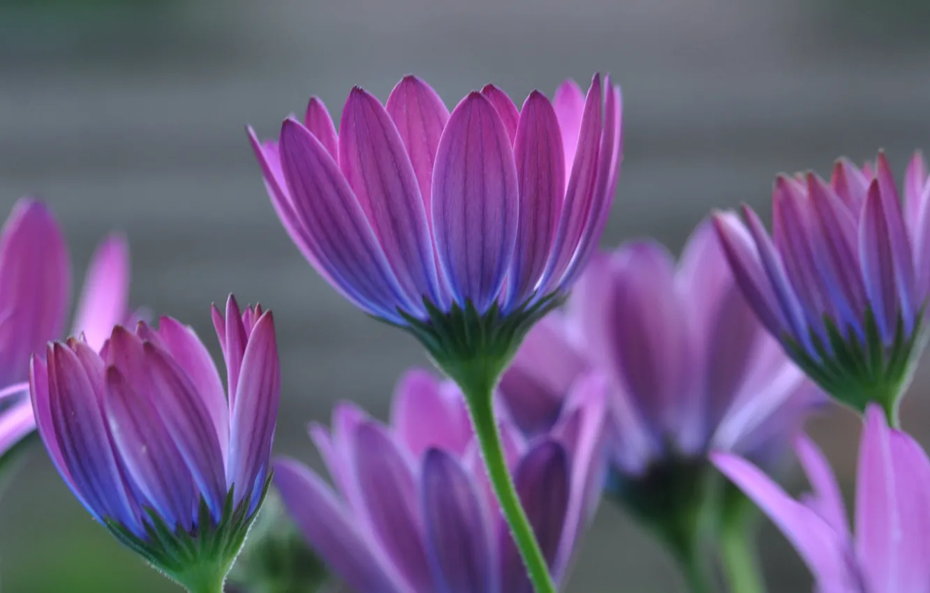 Photo wallpaper macro, petals, Osteospermum