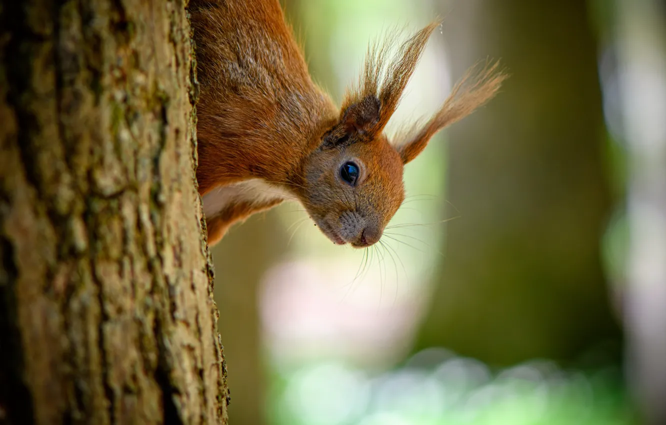 Photo wallpaper nature, tree, protein, trunk, animal, rodent