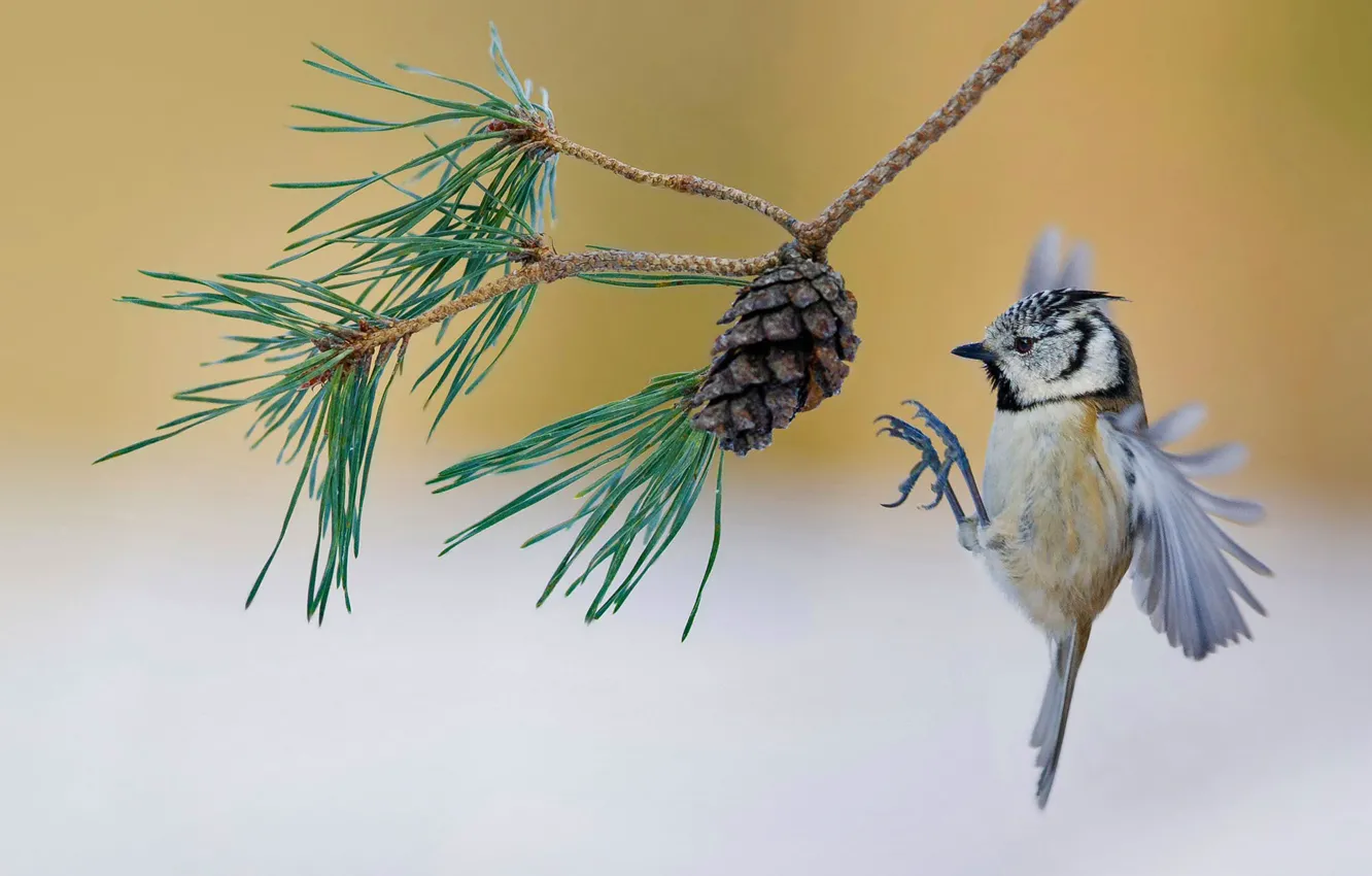 Photo wallpaper branches, bird, France, bumps, pine, crested tit