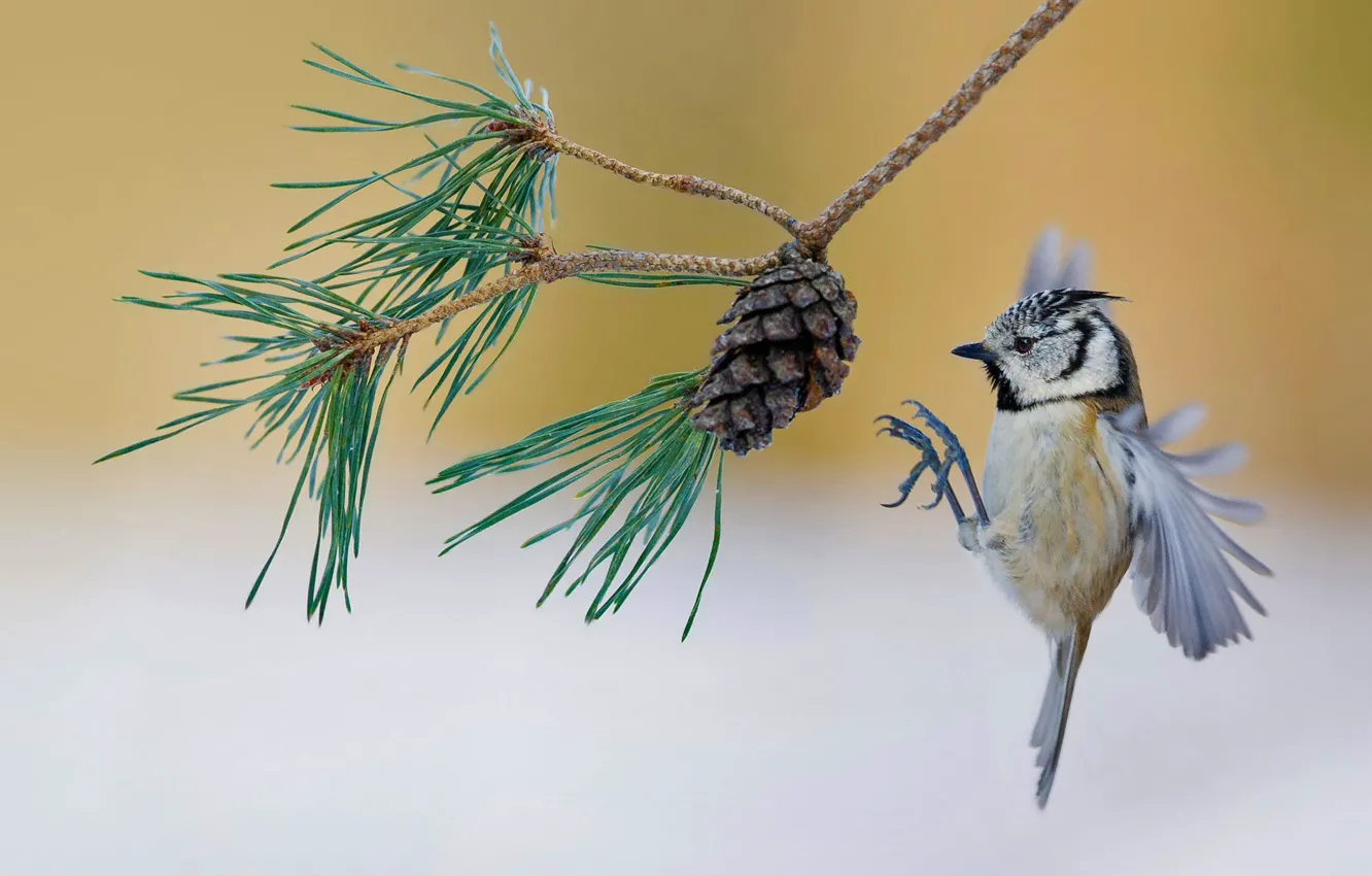 Photo wallpaper bird, France, branch, bump, pine, crested tit