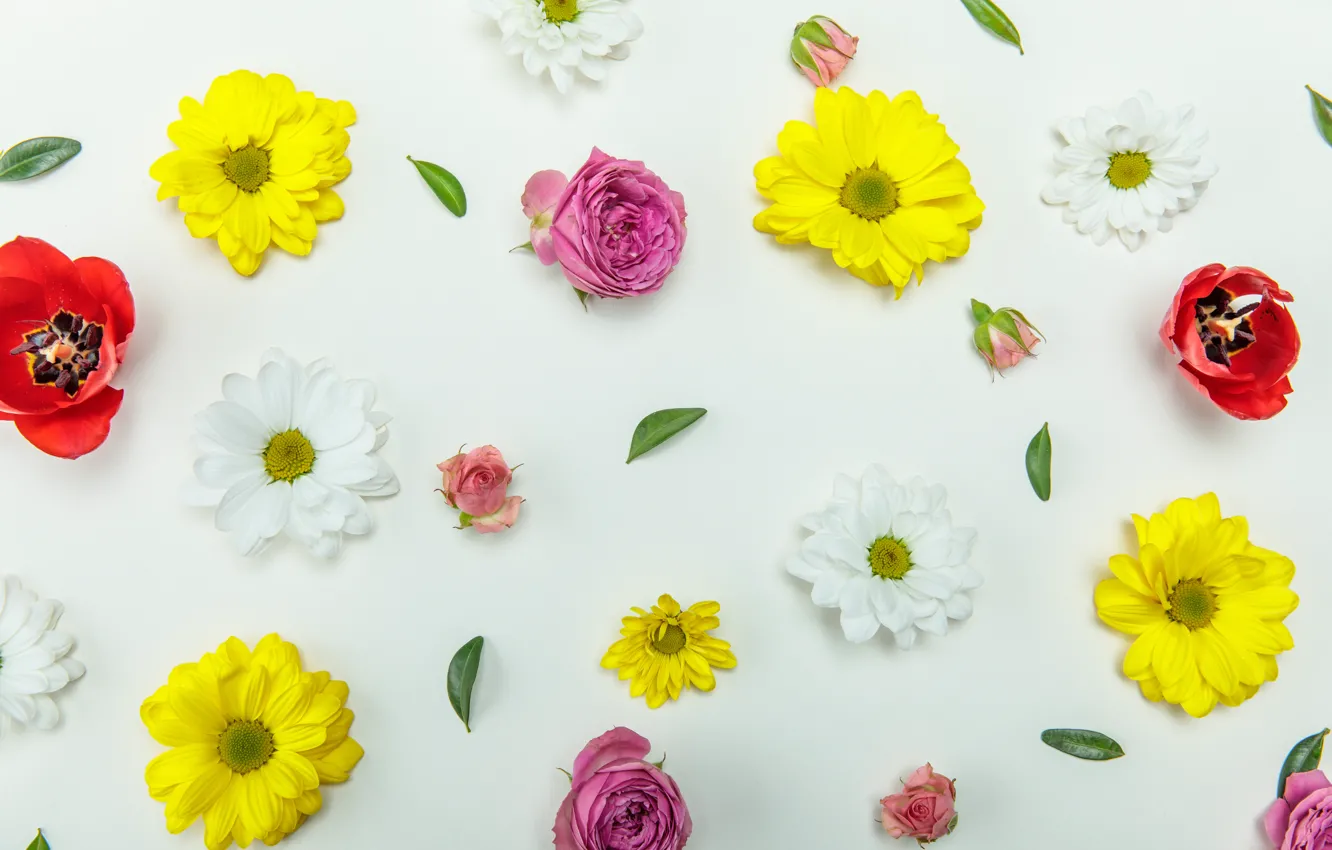 Photo wallpaper background, roses, chrysanthemum