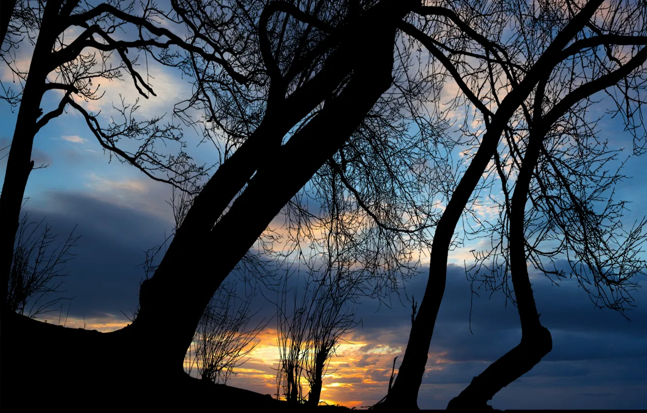 Photo wallpaper sunset, clouds, sun, silhouette of tree