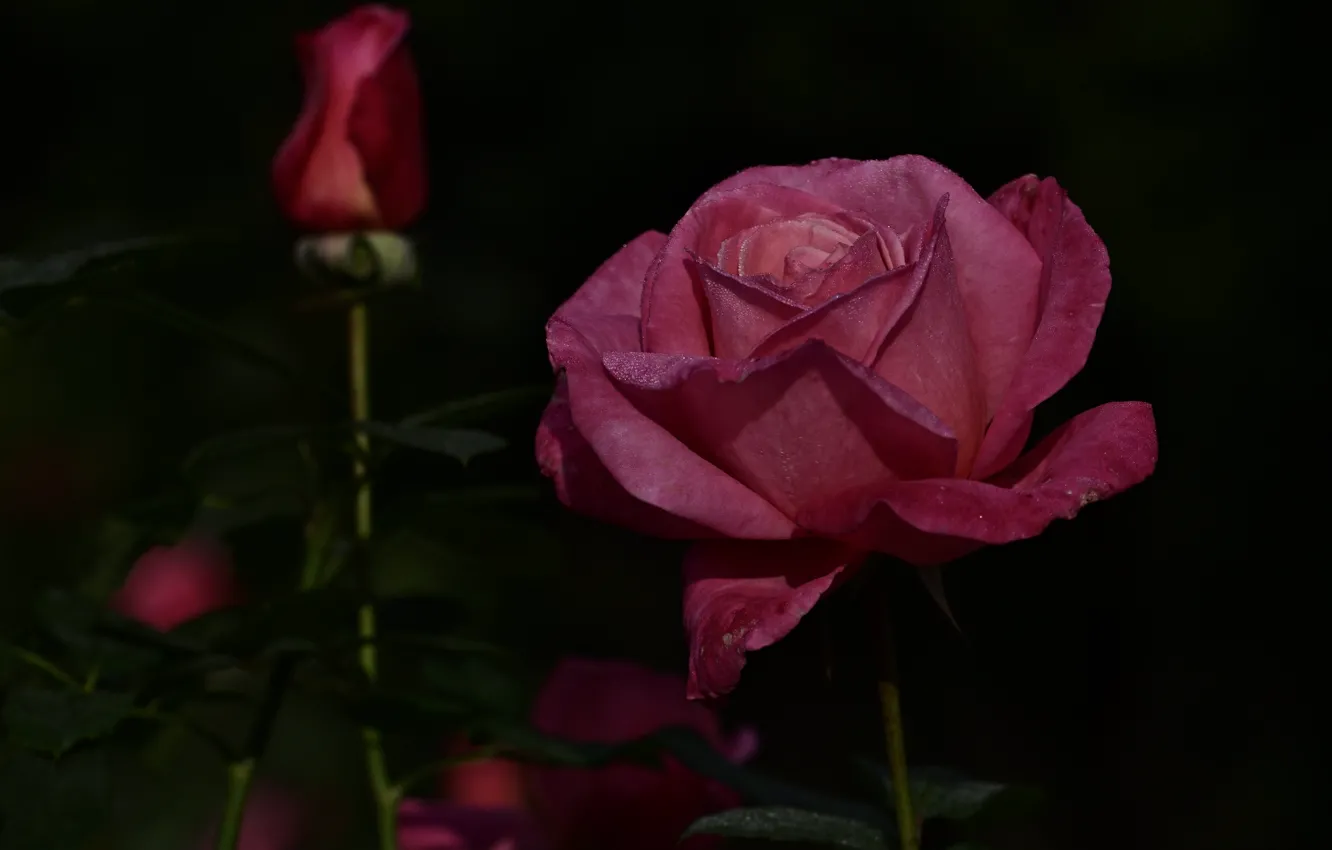 Photo wallpaper flower, branches, the dark background, pink, rose, garden, Bud
