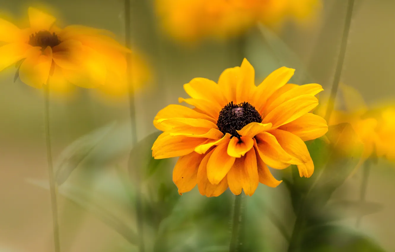 Photo wallpaper flowers, yellow, bright, treatment, blur, stem, bokeh, rudbeckia