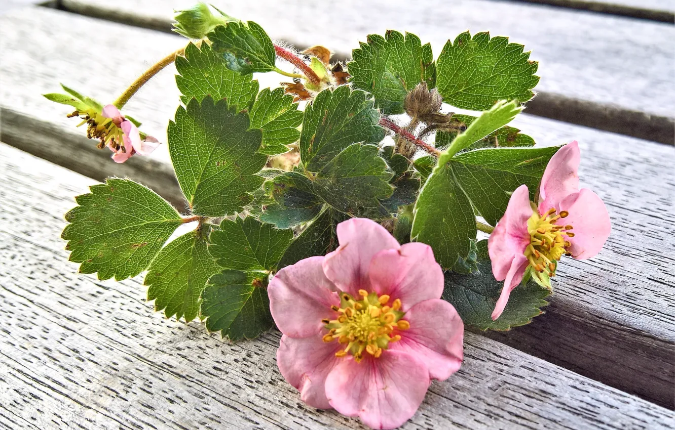 Photo wallpaper flowers, spring, strawberries, flowering