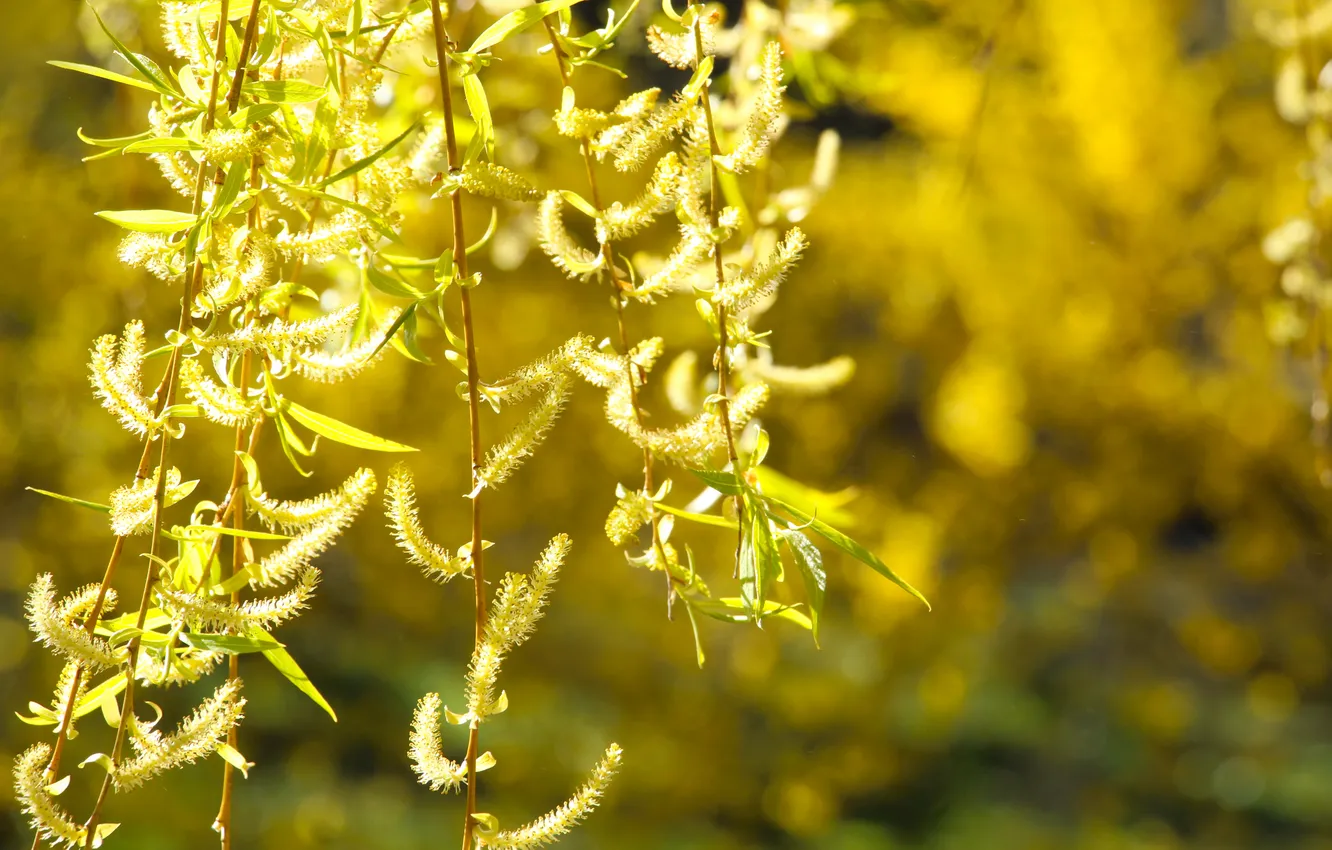 Photo wallpaper leafs, plant, twig