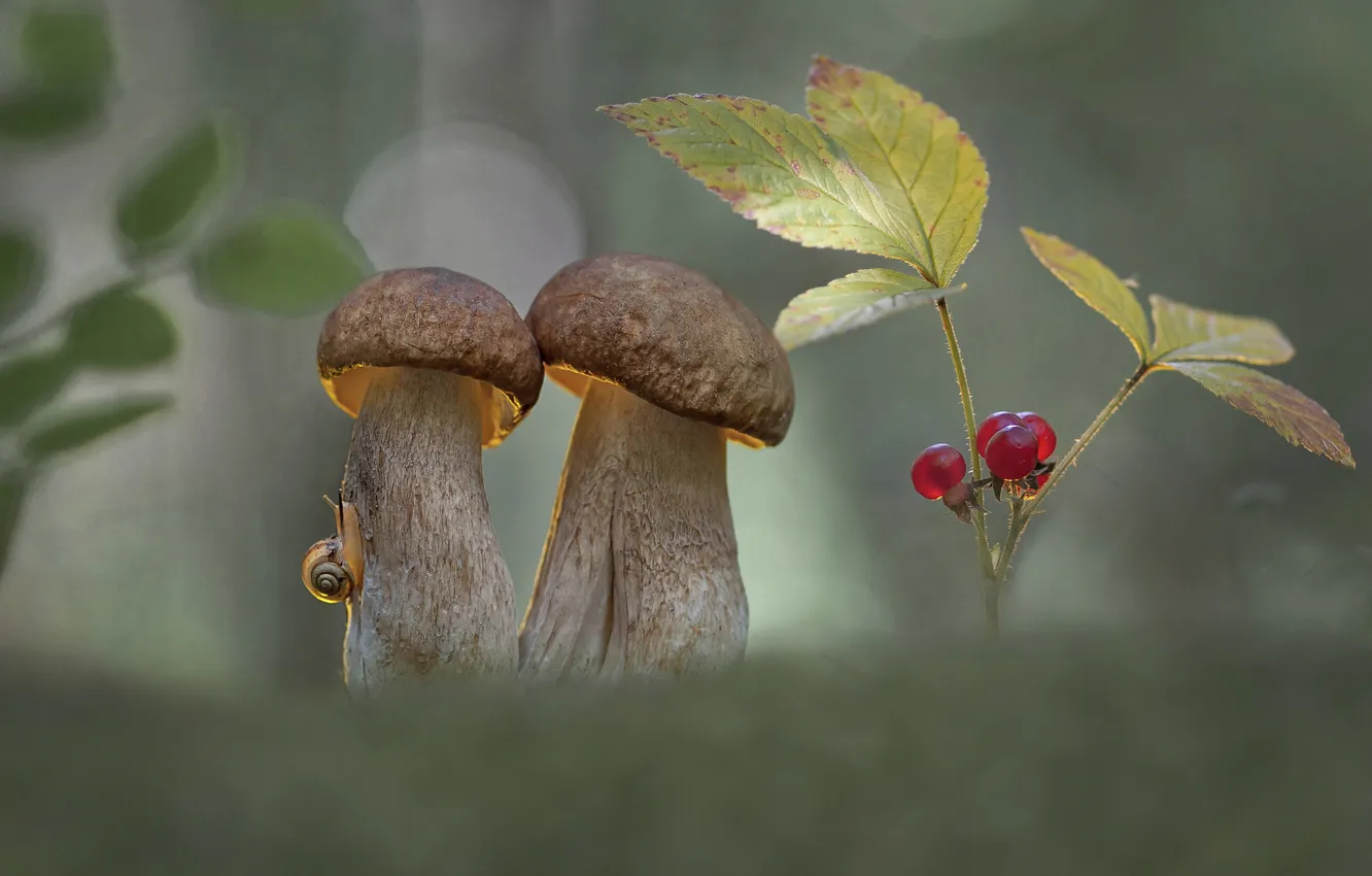 Photo wallpaper berries, snail, bokeh, giby, Alexander Gvozd
