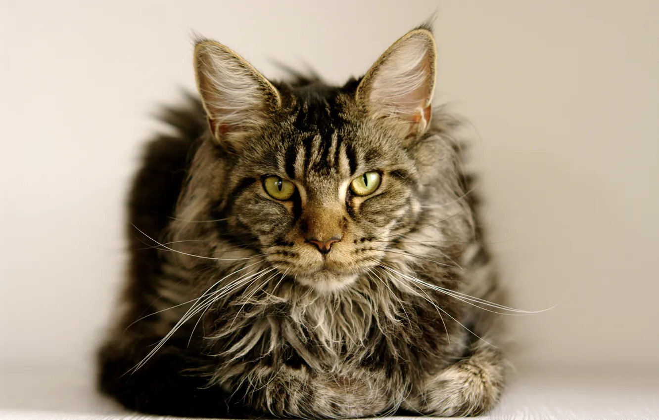 Photo wallpaper cat, look, green-eyed