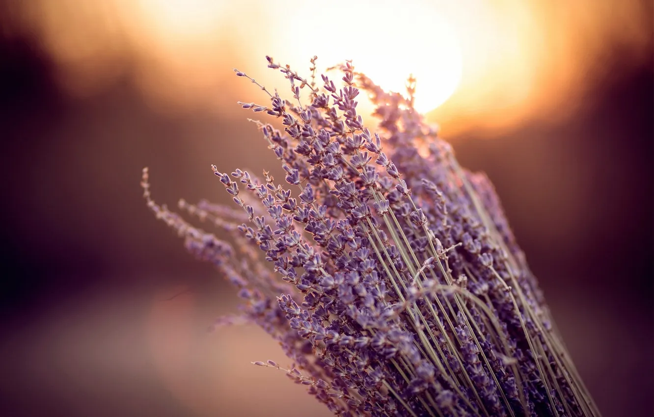 Photo wallpaper flowers, lavender, bokeh