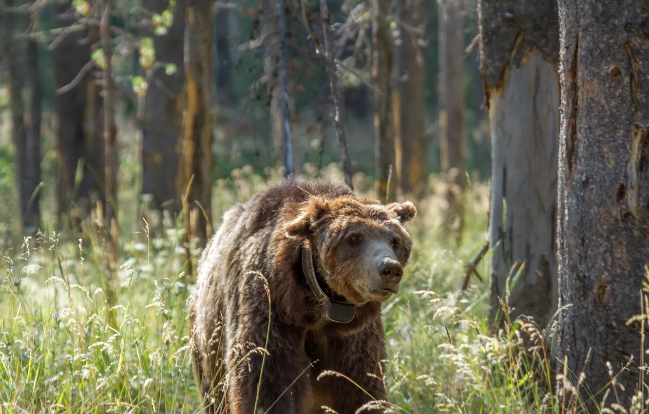 Photo wallpaper nature, background, bear