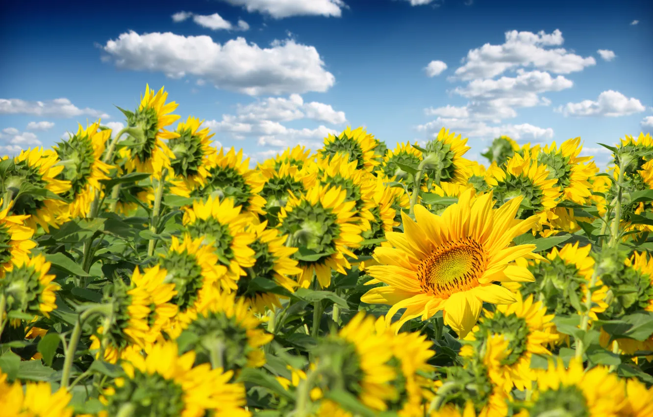 Photo wallpaper field, the sky, clouds, sunflowers, flowers