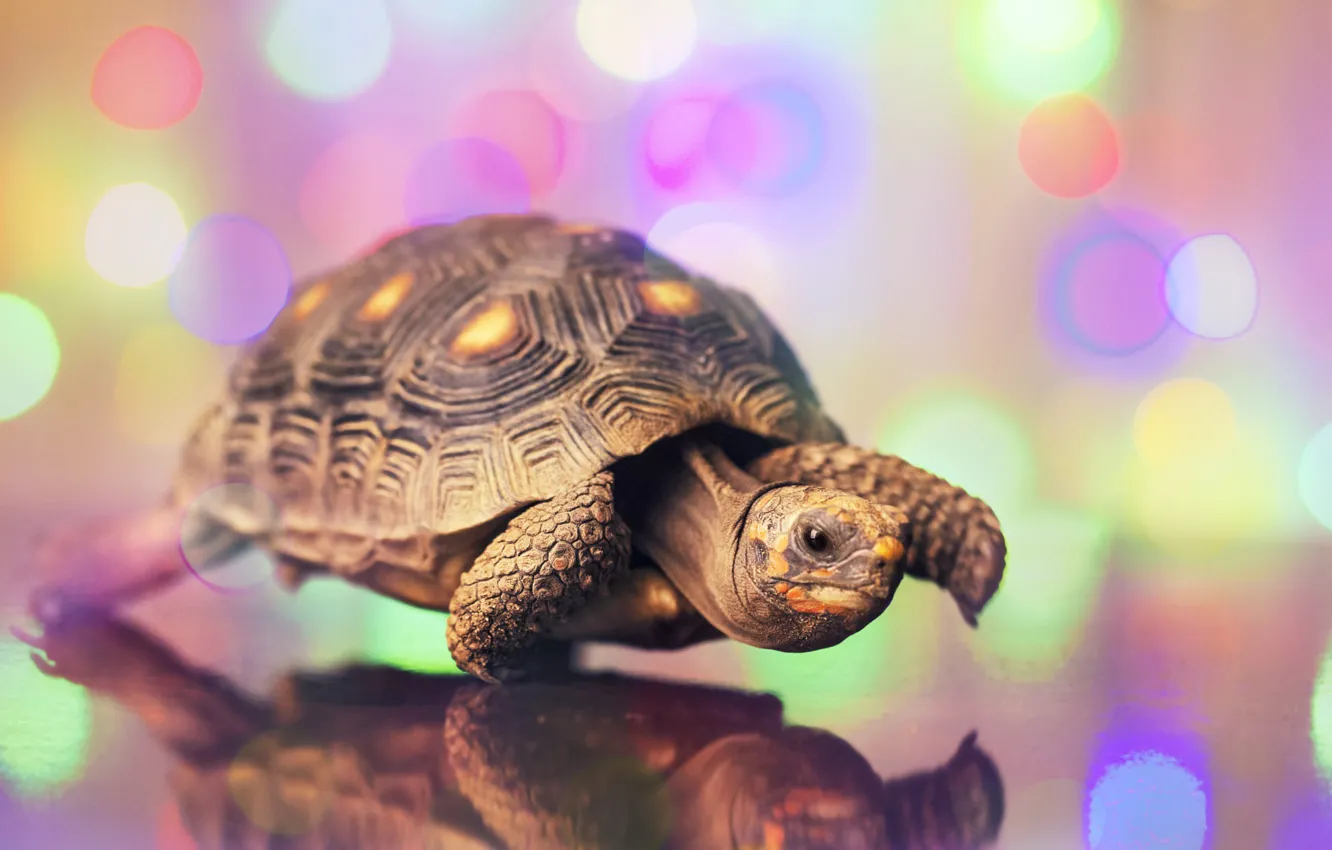 Photo wallpaper look, pose, reflection, table, sweetheart, turtle, legs, walk