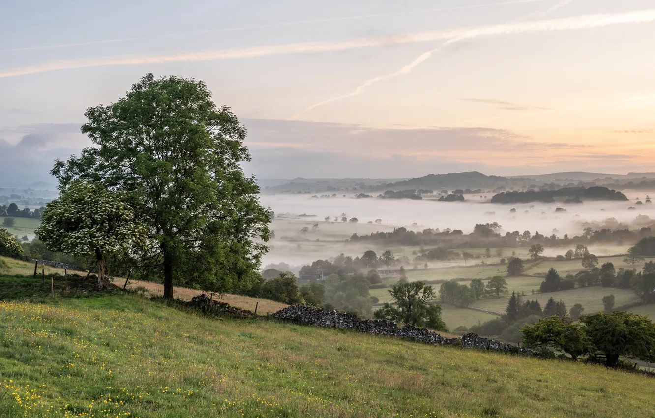 Photo wallpaper trees, fog, valley