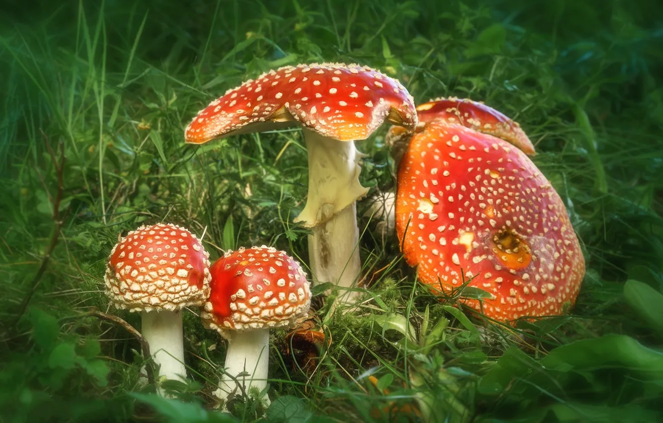 Photo wallpaper autumn, mushrooms, mushroom