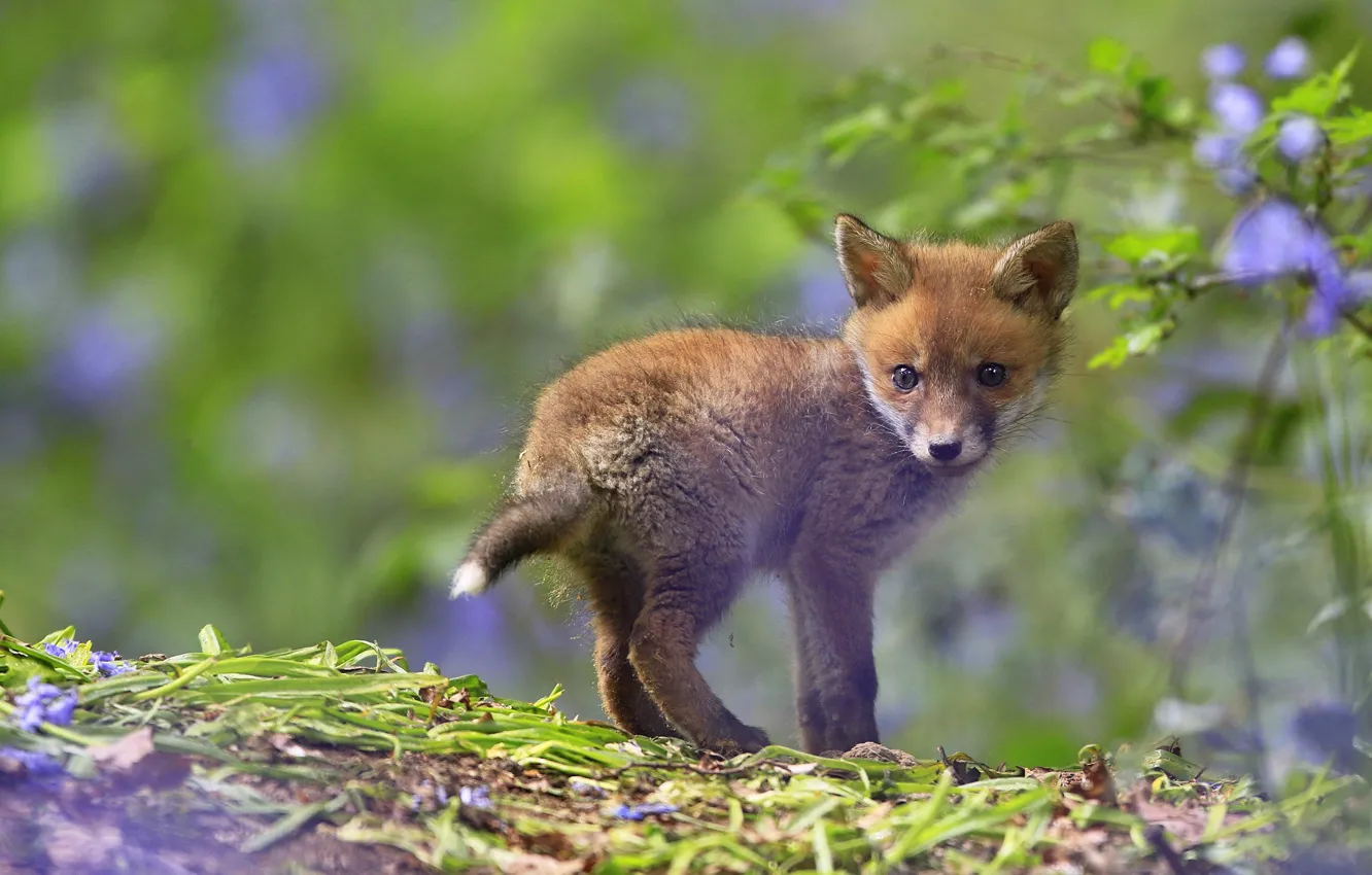 Photo wallpaper look, leaves, flowers, nature, glade, small, Fox, green background