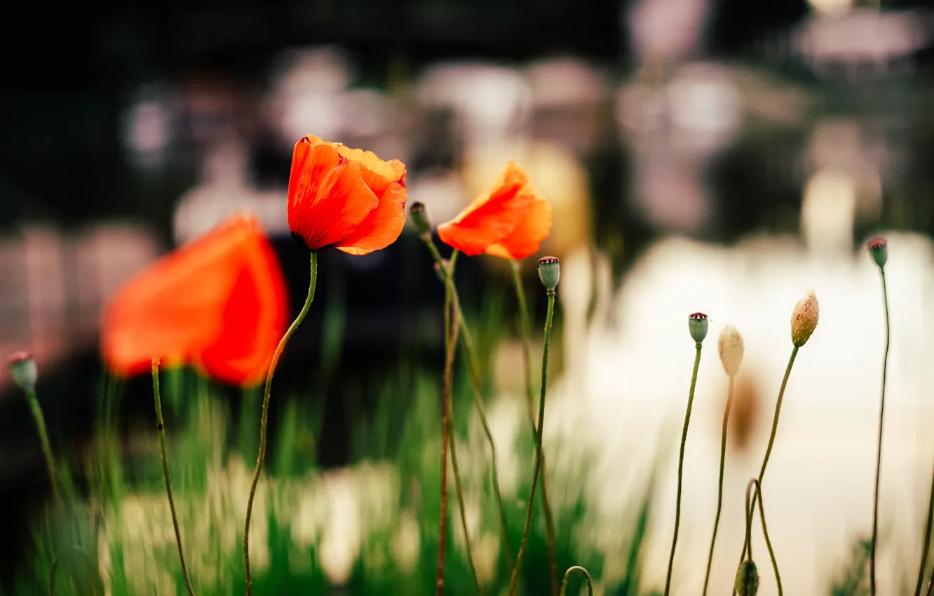 Photo wallpaper flowers, Maki, petals