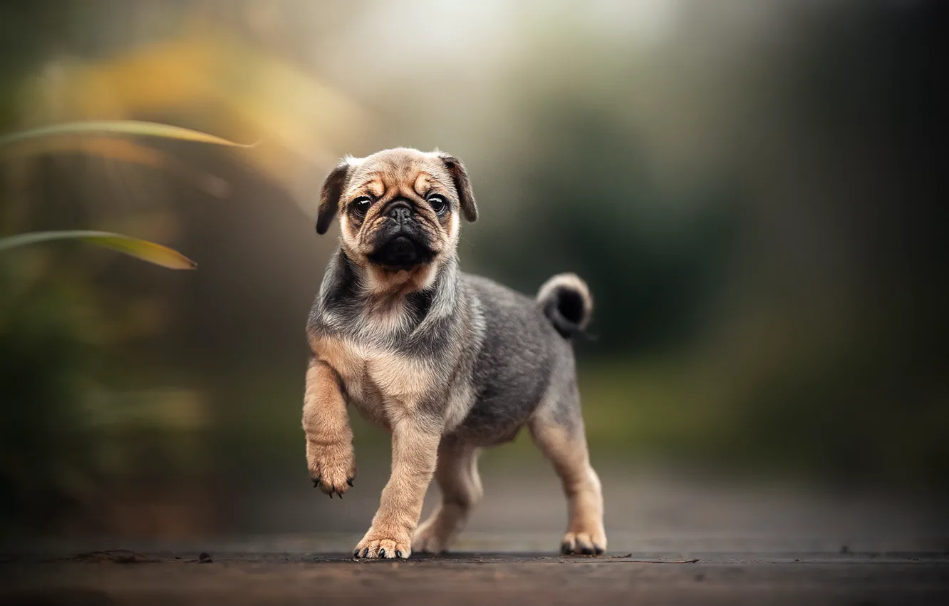 Photo wallpaper dog, bokeh, doggie, Pug